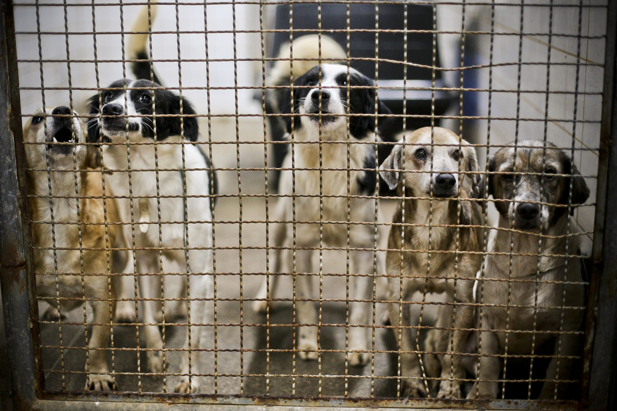 Iniciativa promove conscientização sobre bem-estar animal em escola da Estrutural
