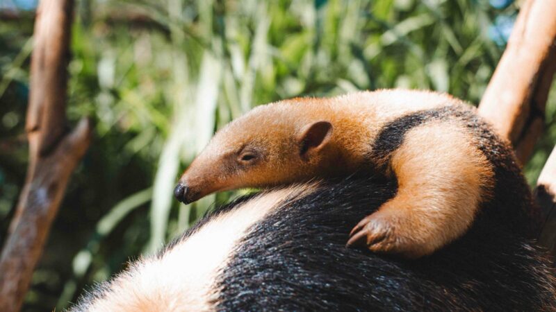 Paçoca é o nome do novo filhote de tamanduá-mirim do Zoo