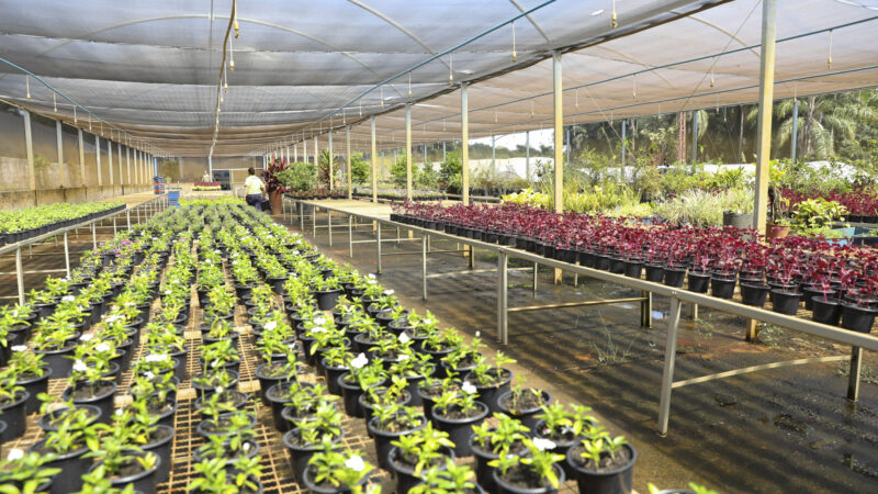 Trabalho nos viveiros da Novacap transforma vida de reeducandas