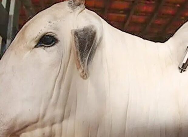 GDF reforça importância da vacinação de rebanhos contra raiva após mais de um ano sem casos da doença