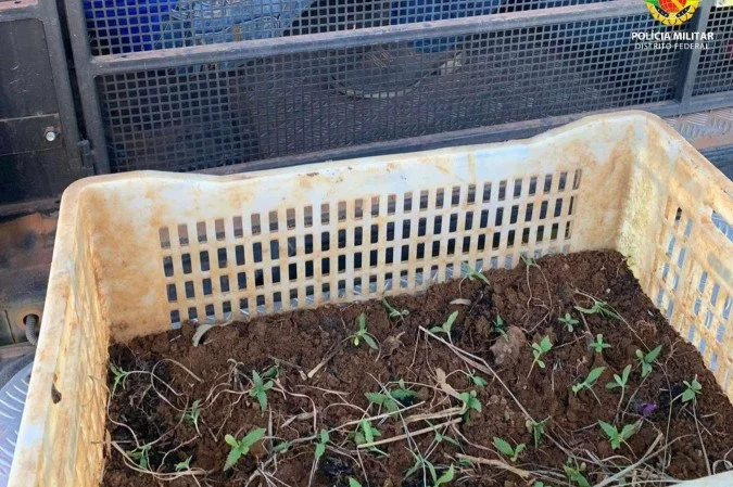 Plantação de maconha é encontrada na Floresta Nacional de Brasília