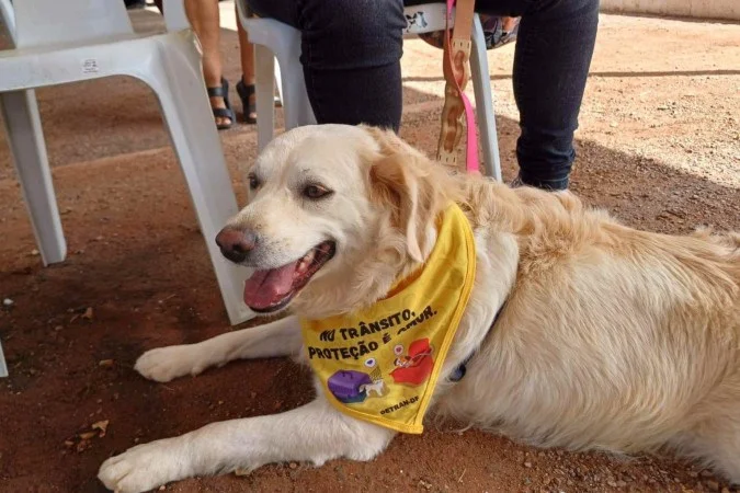 Detran-DF promove ação sobre transporte de pets em Águas Claras