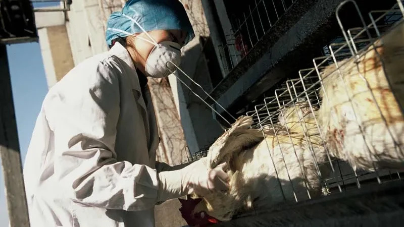 Argentina se junta à China e à UE na suspensão da compra de aves do Brasil
