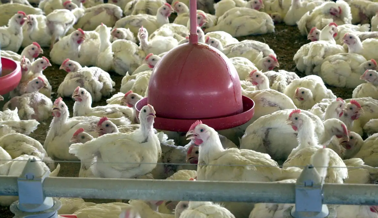 Gripe aviária: Chile, México e Uruguai suspendem compra de frango do Brasil