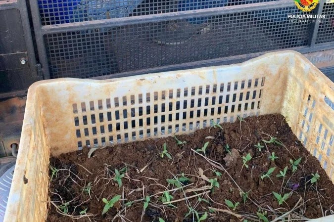 Plantação de maconha é encontrada na Floresta Nacional de Brasília