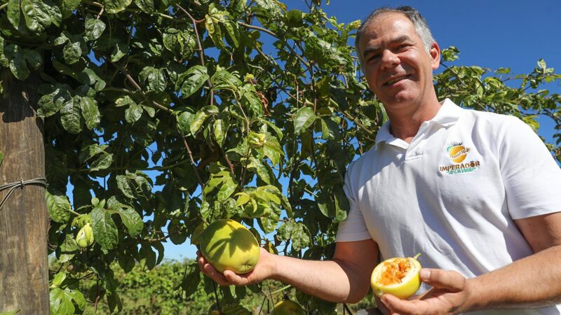 Fruticultura cresce no DF e aposta em tecnologias para aumentar produtividade