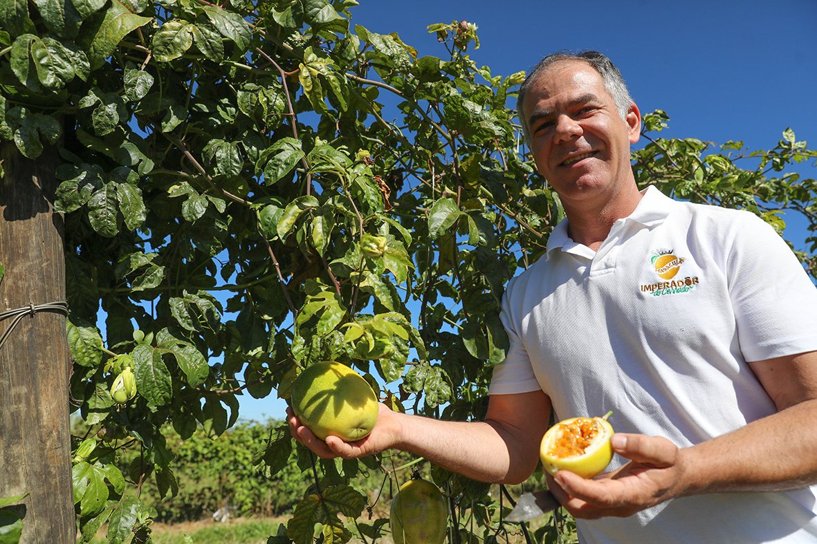 Fruticultura cresce no DF e aposta em tecnologias para aumentar produtividade