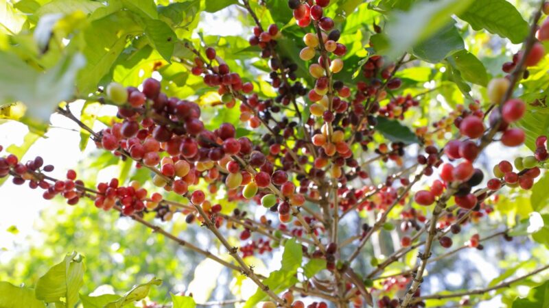 DF ganha Câmara Setorial da Cafeicultura para fortalecer a produção local e impulsionar a qualidade