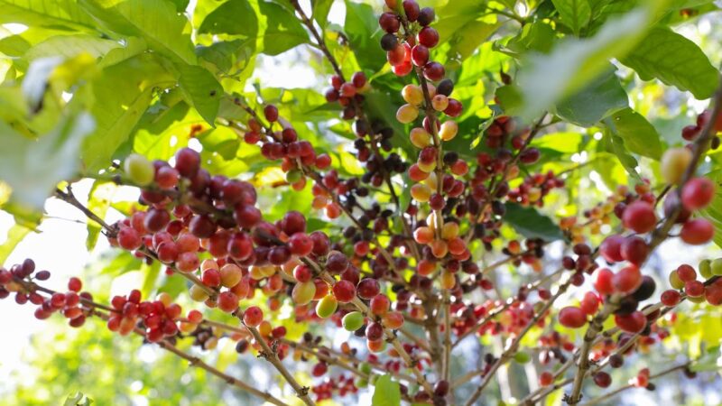 DF ganha Câmara Setorial da Cafeicultura para fortalecer a produção local e impulsionar a qualidade