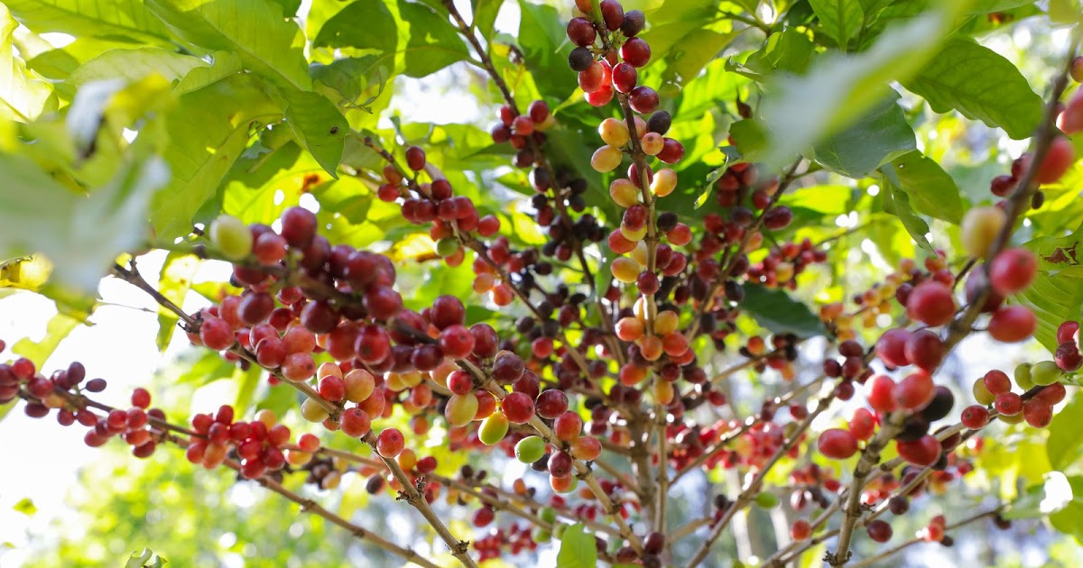 DF ganha Câmara Setorial da Cafeicultura para fortalecer a produção local e impulsionar a qualidade