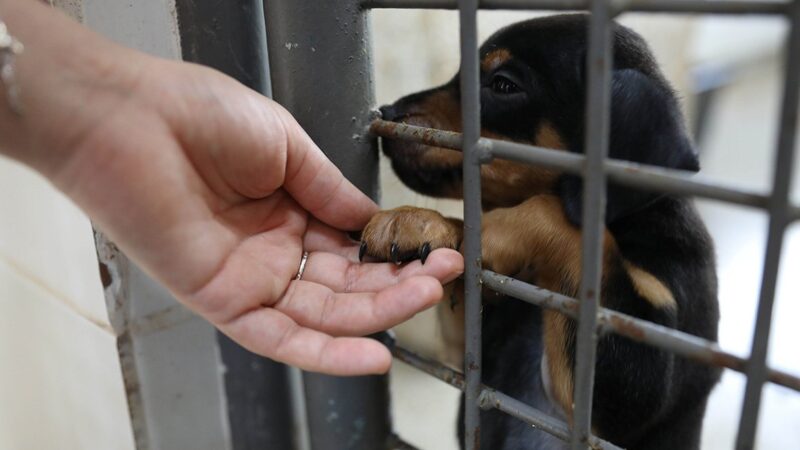 Cães estão à espera de um novo lar na Zoonoses do DF