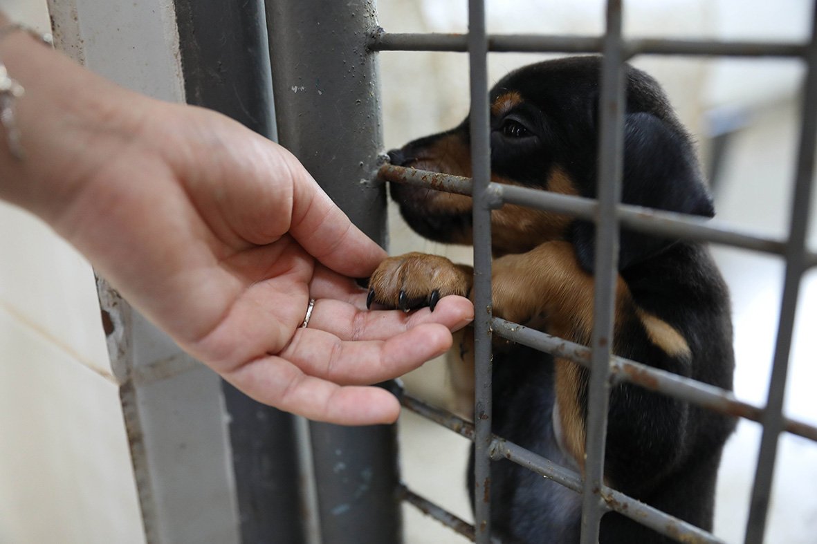 Cães estão à espera de um novo lar na Zoonoses do DF
