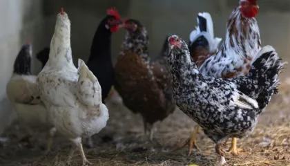 Rússia retoma compras de frango do Brasil, mas mantém embargo ao RS