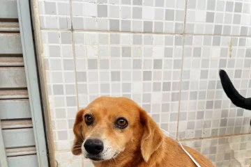 Projetos sociais aquecem cães e gatos durante temporada de frio no DF