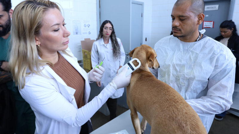 Cães da Zoonoses do DF recebem microchips para identificação eficaz