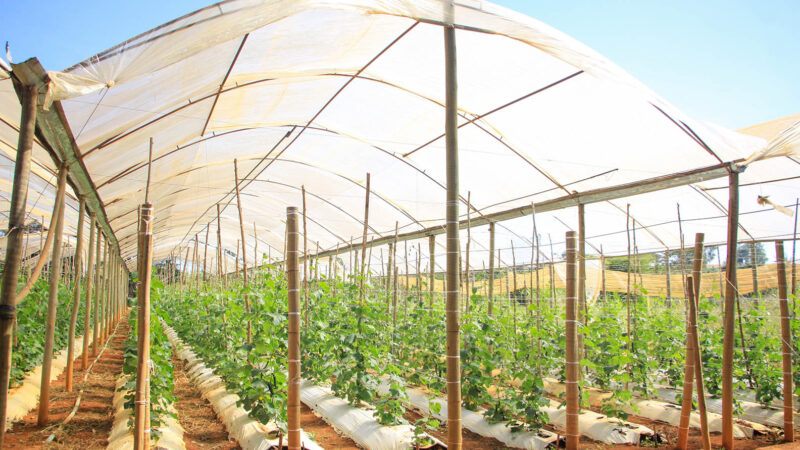 Mais de 105 km de canais criados desde 2019 garantem trabalho de pequenos produtores do DF durante a seca
