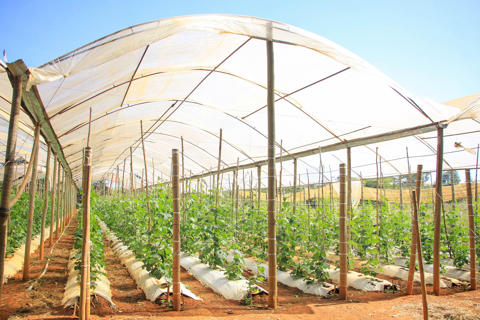 Mais de 105 km de canais criados desde 2019 garantem trabalho de pequenos produtores do DF durante a seca