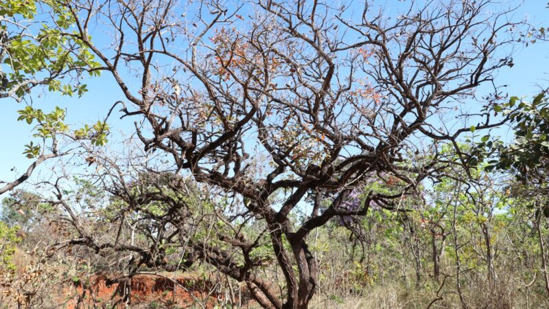 Licenciamento e autorização ambiental passam a ser pedidos pelo sistema Harpia