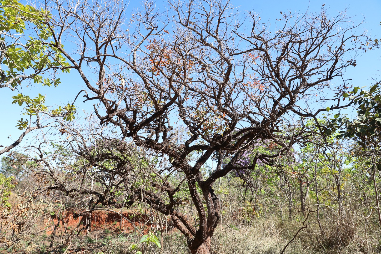 Licenciamento e autorização ambiental passam a ser pedidos pelo sistema Harpia