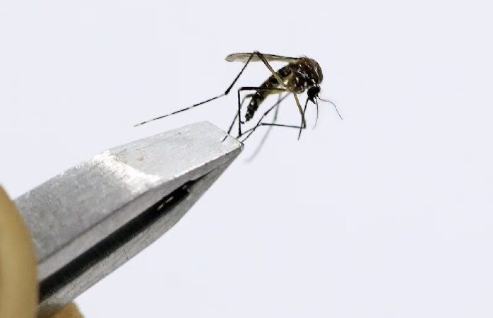 DF tem queda de 97% nos casos de dengue no 1º semestre de 2025 após recorde em 2024
