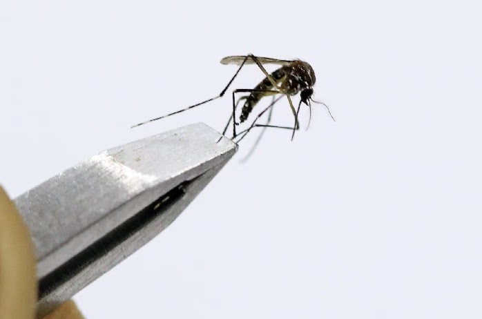 DF tem queda de 97% nos casos de dengue no 1º semestre de 2025 após recorde em 2024