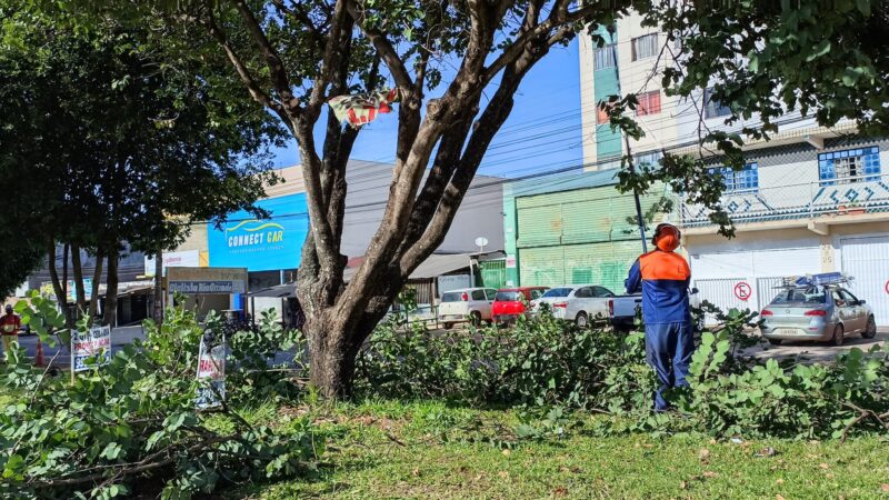 Podas de árvores são intensificadas para garantir segurança e urbanização no DF