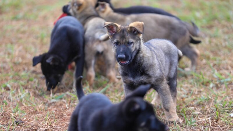 Reforma de canil marca nova fase de projeto com cães-guia no DF