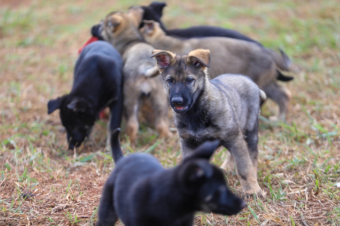 Reforma de canil marca nova fase de projeto com cães-guia no DF