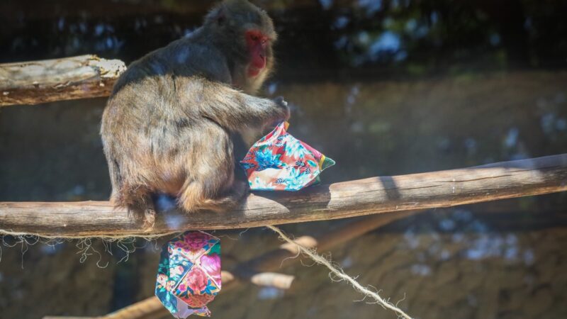 Animais ganham enriquecimentos ambientais juninos no Zoológico de Brasília