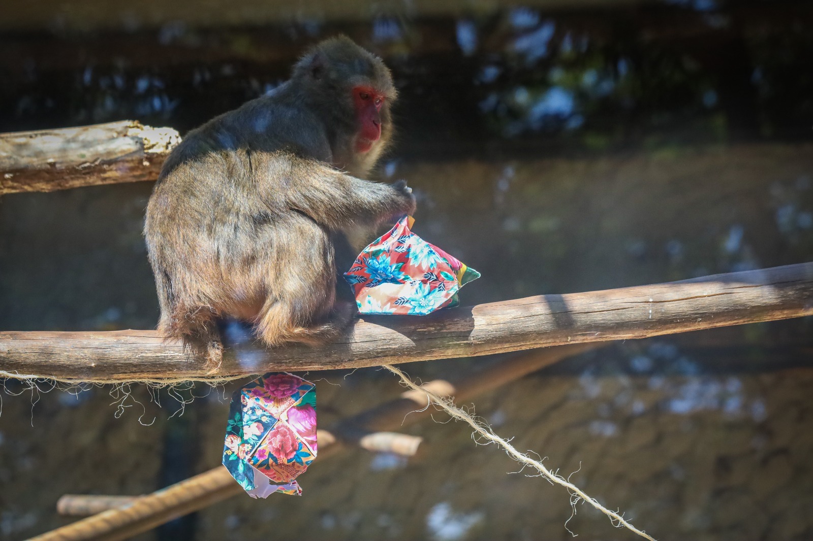 Animais ganham enriquecimentos ambientais juninos no Zoológico de Brasília