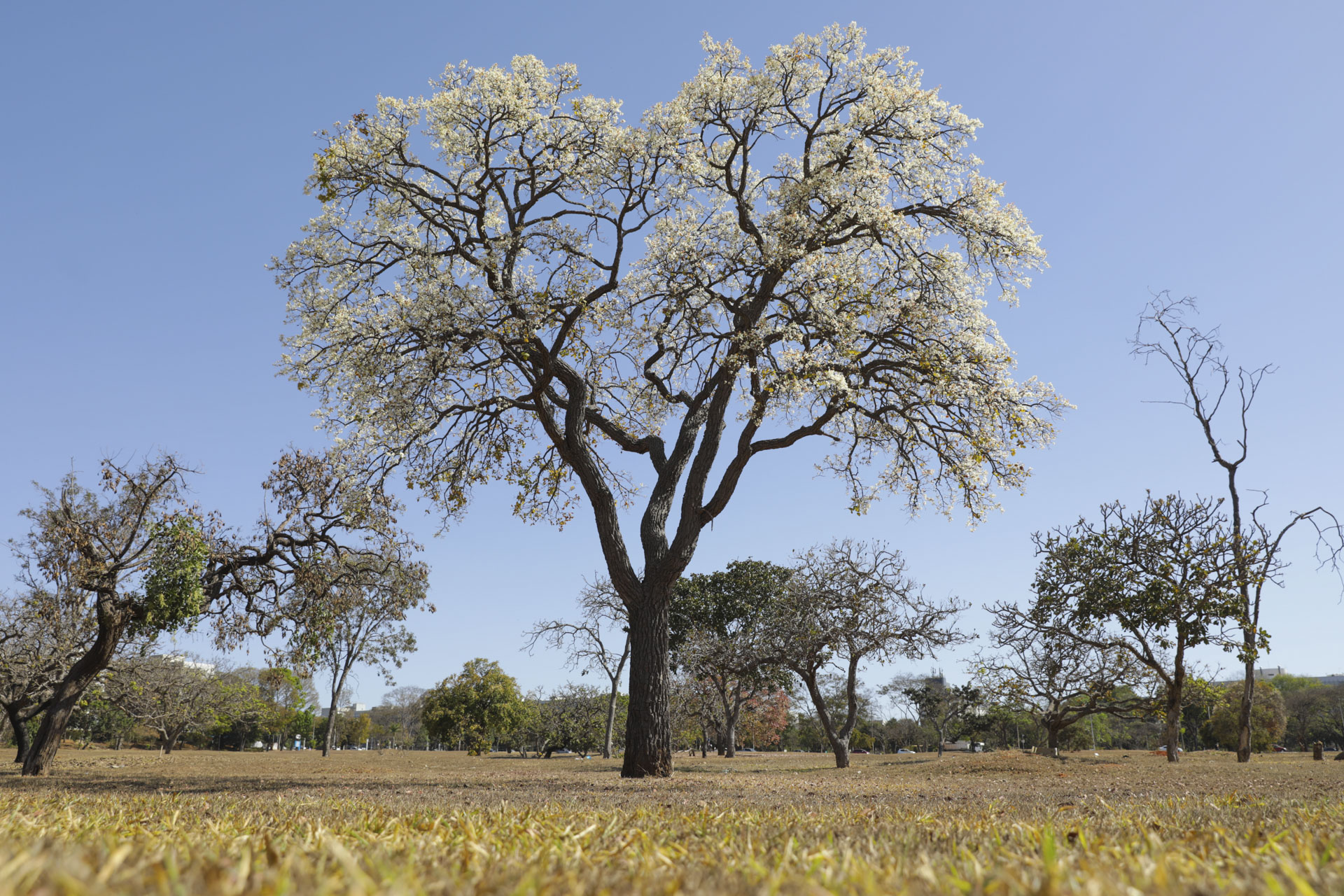 Cagaiteiras dão vida às quadras do DF e se preparam para dar frutos antes das chuvas