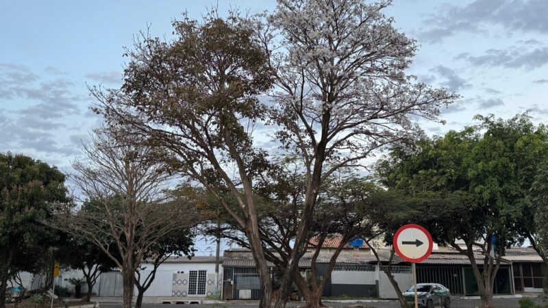Ipê-branco floresce antes da hora em São Sebastião