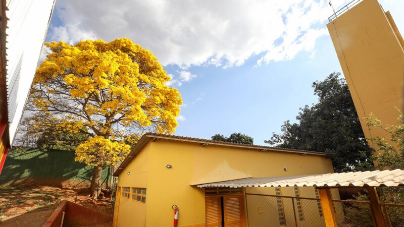 Ipê-amarelo plantado em escola tombada do Núcleo Bandeirante encanta população