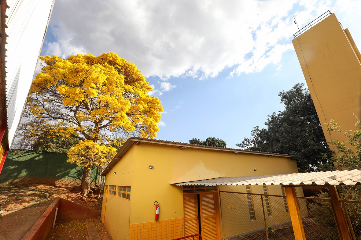 Ipê-amarelo plantado em escola tombada do Núcleo Bandeirante encanta população