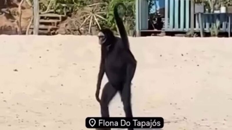 Macaco-aranha: conheça espécie que viralizou com vídeo no Pará