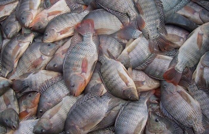 Ações sistemáticas asseguram qualidade do pescado do DF