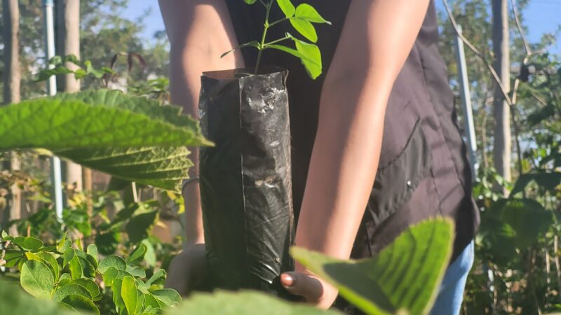 Disque-Cerrado chega ao Jardim Botânico para incentivar o plantio de árvores nativas