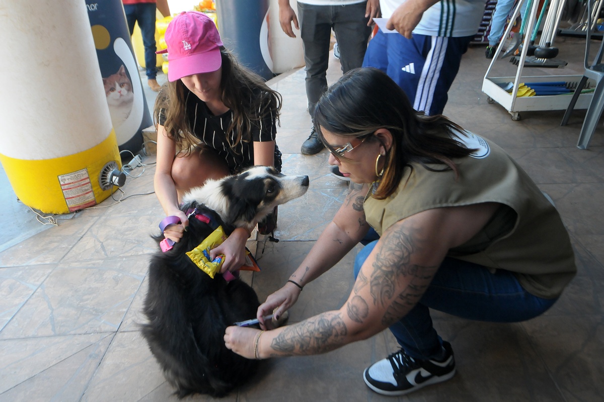 Cães e gatos: nove regiões do DF oferecem vacinação contra raiva