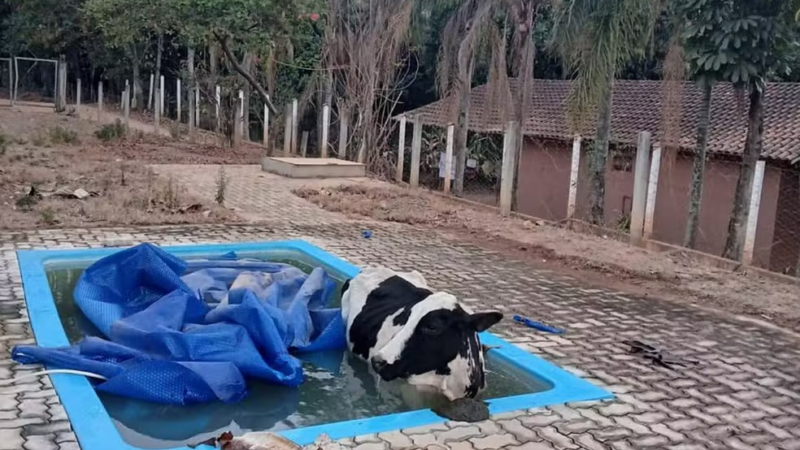 Vaca cai em piscina em sítio e é resgatada por bombeiros em Andradas, MG