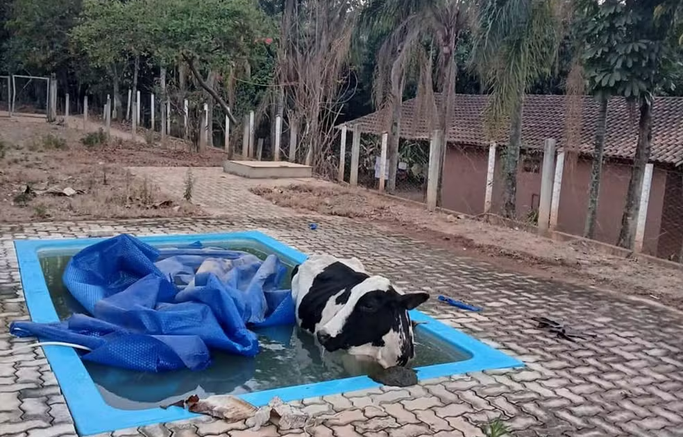 Vaca cai em piscina em sítio e é resgatada por bombeiros em Andradas, MG