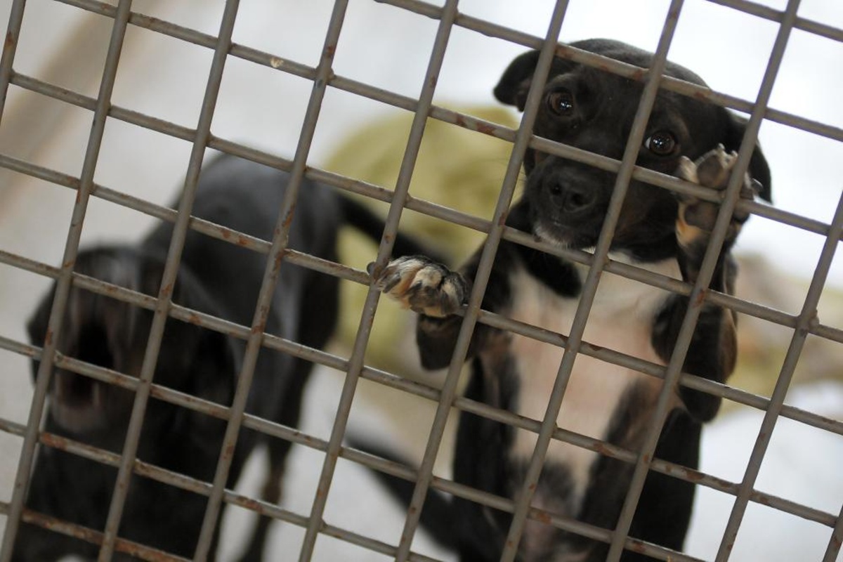 SES-DF promove 3ª Feira de Adoção de cães resgatados neste sábado (20)