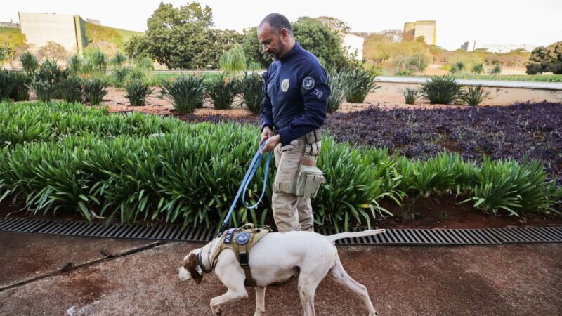 STF: polícia judicial faz varredura com cães em área de acesso. Vídeo