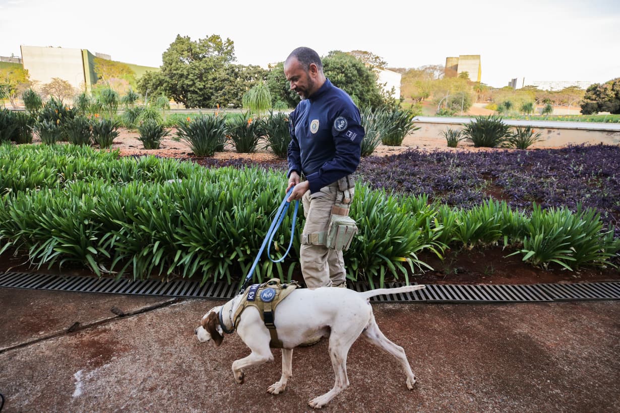 STF: polícia judicial faz varredura com cães em área de acesso. Vídeo