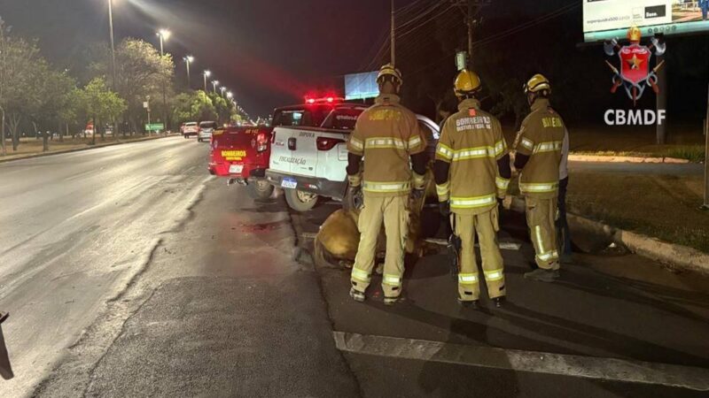 Cavalo é sacrificado após ser atropelado por veículo na Epia Norte