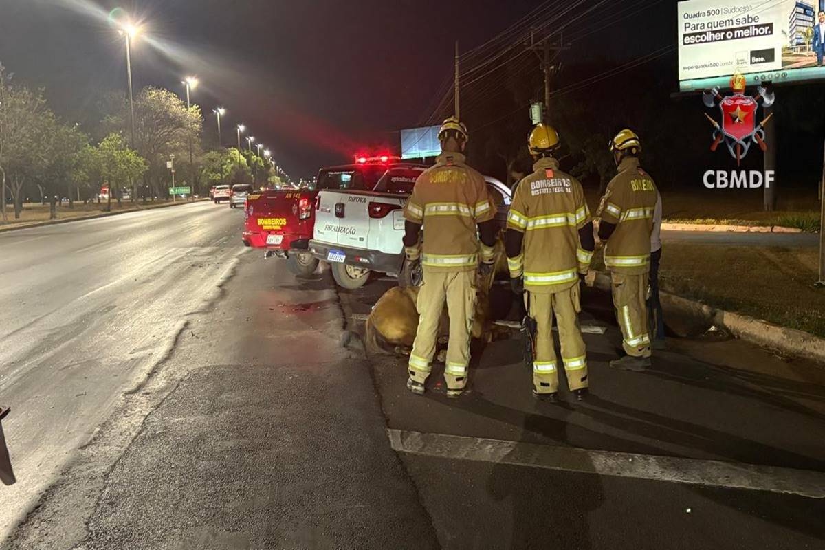 Cavalo é sacrificado após ser atropelado por veículo na Epia Norte