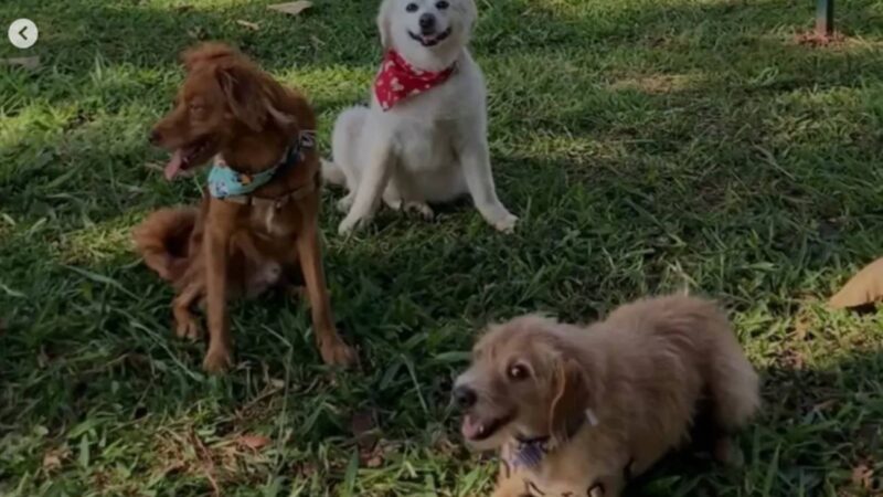 Protetora morreu junto com seus três cães em acidente na BR-040
