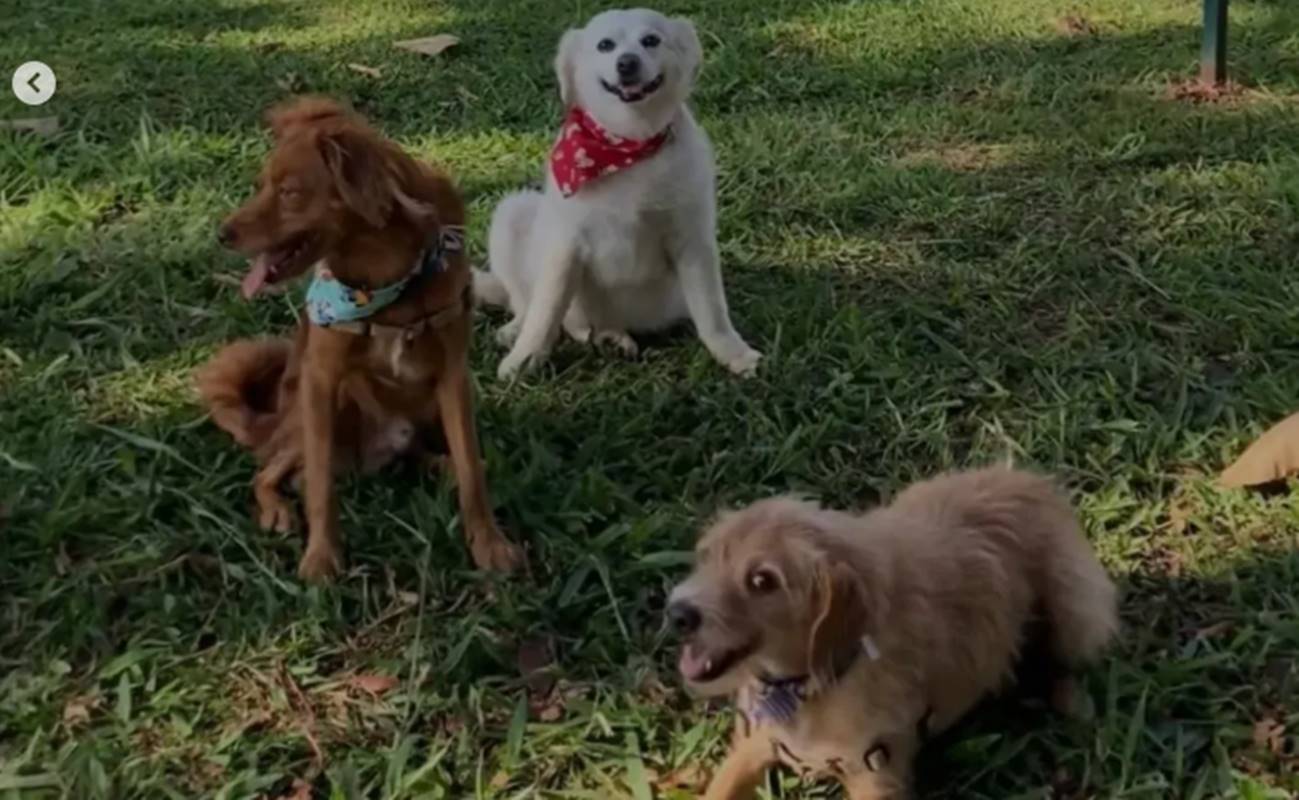 Protetora morreu junto com seus três cães em acidente na BR-040