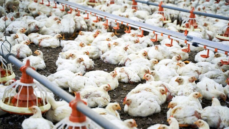 União Europeia volta a comprar carne de frango e de peru do Brasil