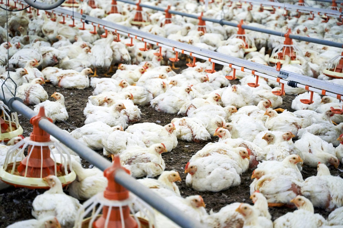 União Europeia volta a comprar carne de frango e de peru do Brasil