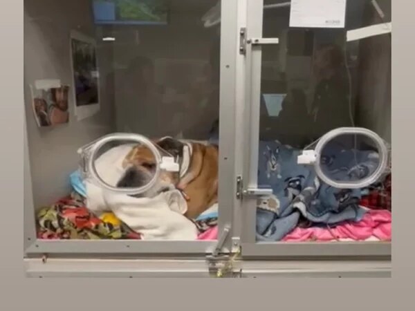 Cachorro de Lewis Hamilton, Roscoe é internado: “Horas assustadoras”